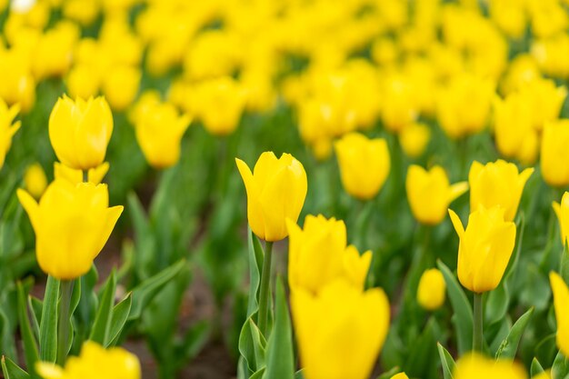 Fond de fleurs jaunes en plein air Fleurs de saison de printemps Mise au point sélective