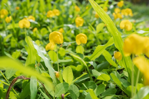 Fond de fleurs jaunes de printemps avec le soleil du matin