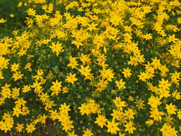 Fond de fleurs jaunes