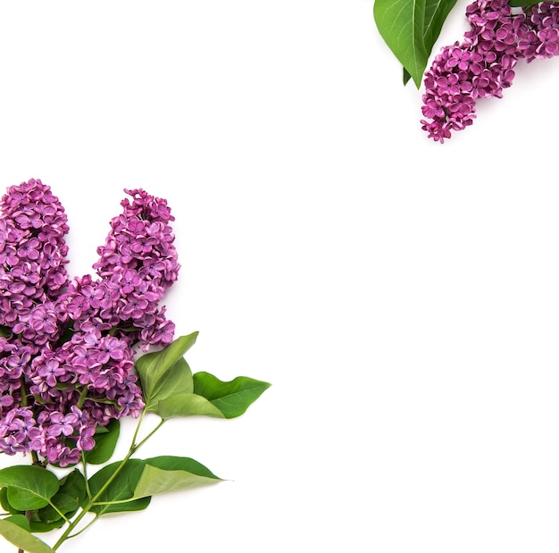 Fond de fleurs lilas. Mise à plat florale minimaliste