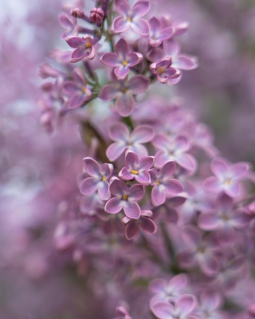 Fond de fleurs lilas violet en fleurs gros plan