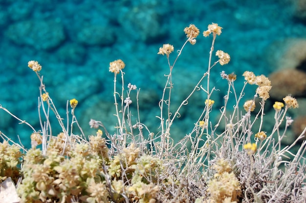 Fond de fleurs et Mer Ionienne Lefkada Grèce