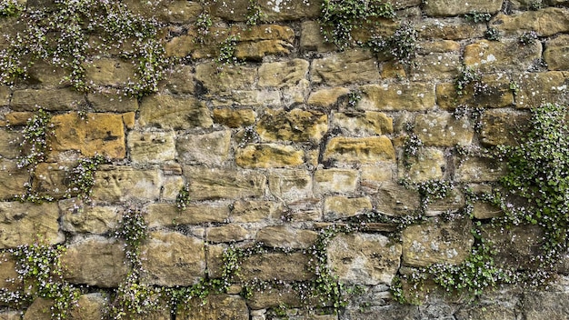 Fond de fleurs de mur de brique