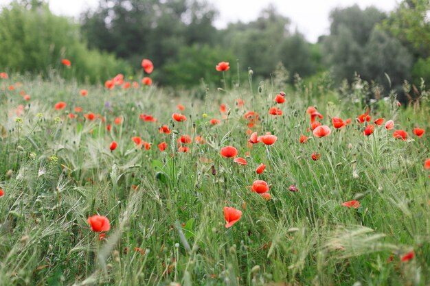 fond de fleurs de nature en été.