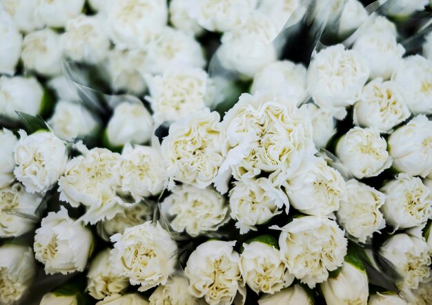 Fond de fleurs d&#39;oeillets blancs