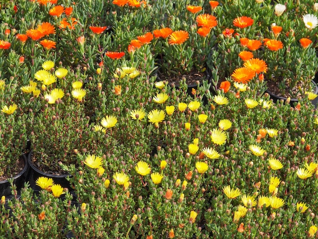 Fond de fleurs orange et jaune