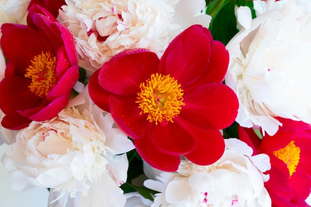 Fond de fleurs de pivoine fraîche