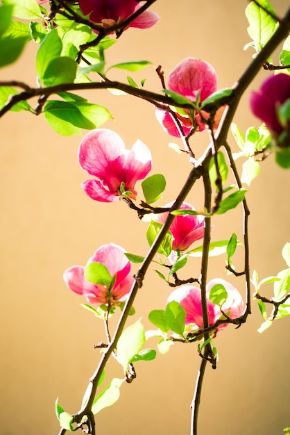 Fond de fleurs de printemps. Arbre en fleurs. Arbres en fleurs naturels. Printemps.