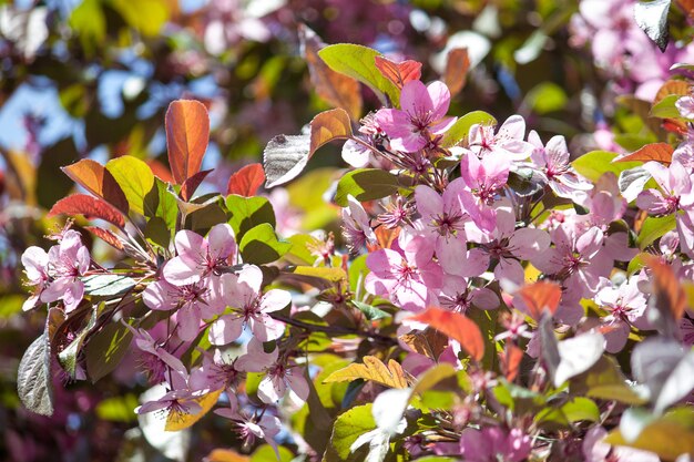 Fond de fleurs de printemps. Branche d'arbre magnifiquement fleurie.