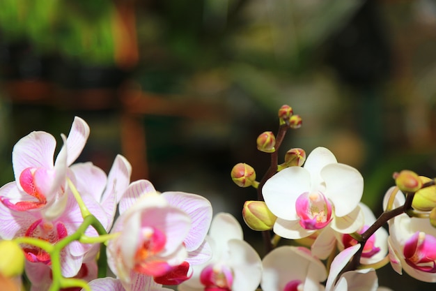 fond de fleurs de printemps orchidées