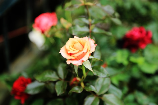 fond de fleurs de printemps rose