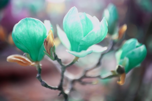 fond de fleurs de printemps tendres / belle photo de branches fleuries