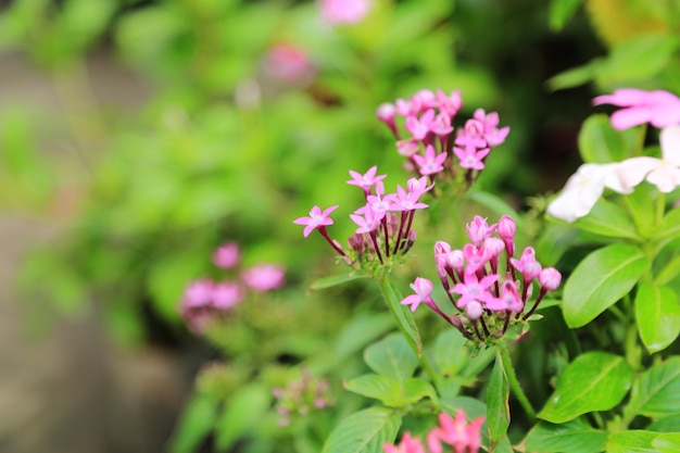 fond de fleurs de printemps