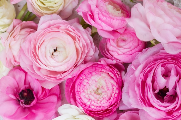 Fond de fleurs de renoncule rose et blanc