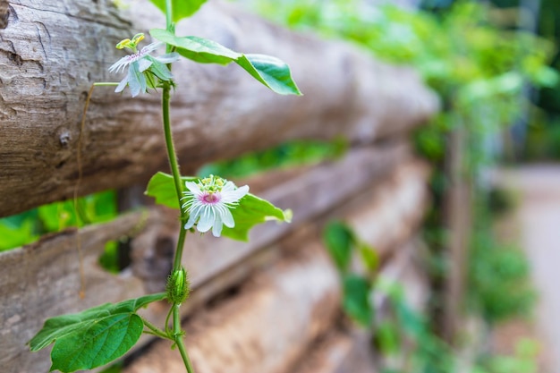 Le fond des fleurs rose sur un bois