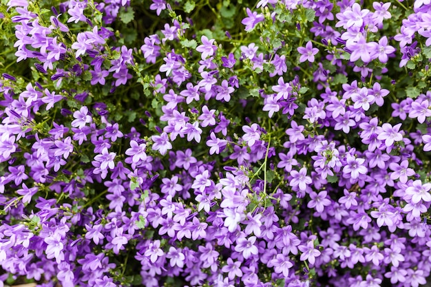 Fond de fleurs rose phlox subulata