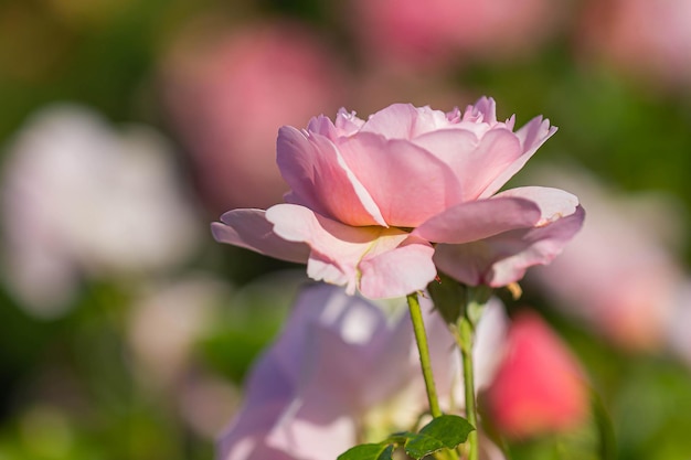 Fond de fleurs rose rose