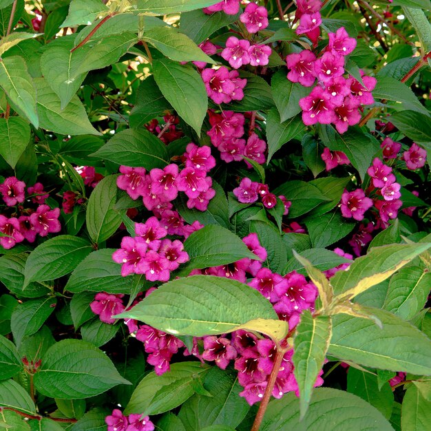 Fond de fleurs roses. Concept d'amateur de plantes