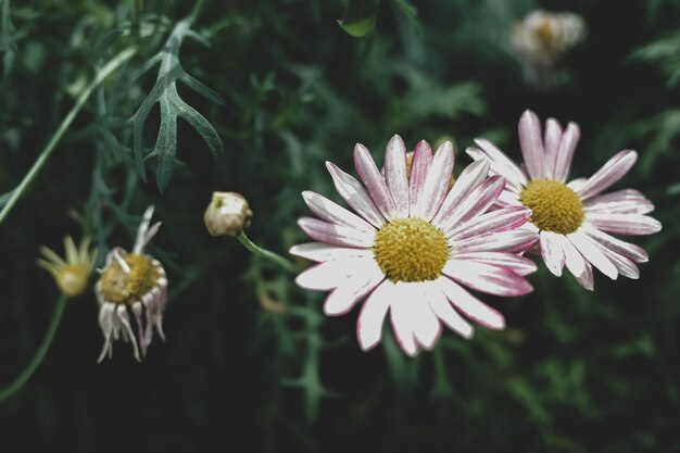 Fond de fleurs roses en fleurs Fleurs roses vives comme fond floral