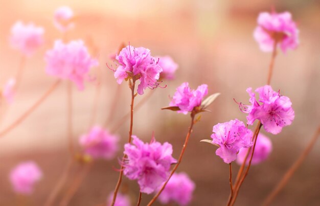 fond avec des fleurs roses de printemps en fleurs