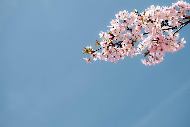 Un fond de fleurs roses de printemps