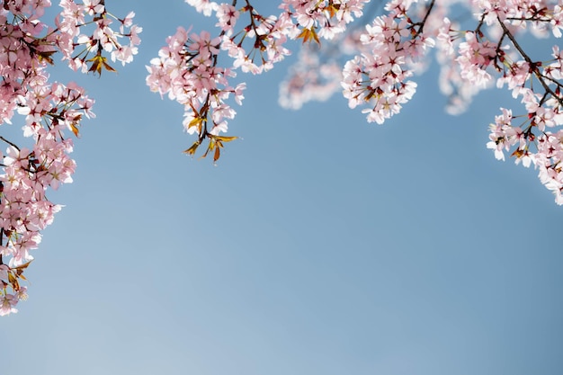 Un fond de fleurs roses de printemps