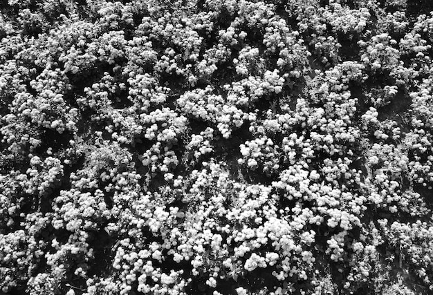 Fond de fleurs de rue noir et blanc