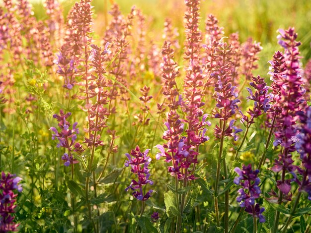 Fond De Fleurs De Sauge Pourpre.