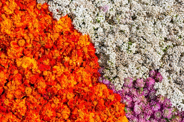 Fond de fleurs de souci. Vue de dessus