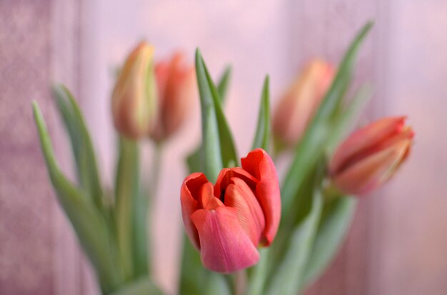 Fond de fleurs de tulipes colorées