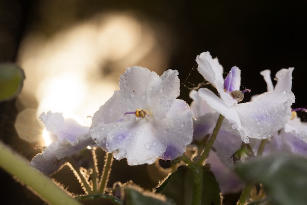 Fond de fleurs violettes