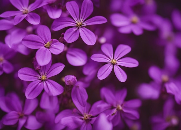 Photo un fond de fleurs violettes