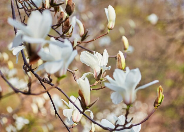 Fond de floraison de magnolia blanc Fond botanique