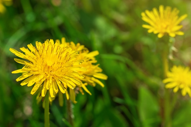 Fond de floraison naturelle de beaux pissenlits jaunes.