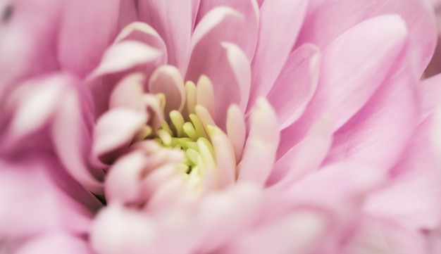 Fond floral abstrait fleur de chrysanthème rose macro fleurs toile de fond pour la conception de la marque de vacances