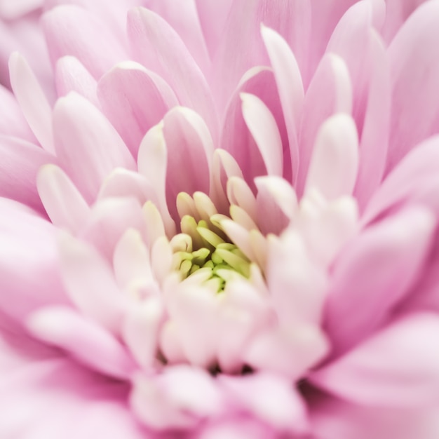 Fond floral abstrait fleur de chrysanthème rose macro fleurs toile de fond pour la conception de la marque de vacances