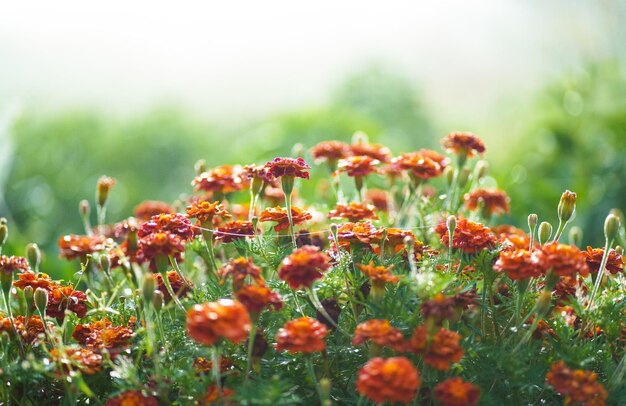 Fond floral d'automne Grand buisson dense avec des fleurs d'automne Le symbole de l'Ukraine Un beau buisson de personnes aux cheveux noirs pousse dans le jardin