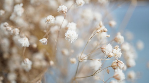 Fond floral blanc