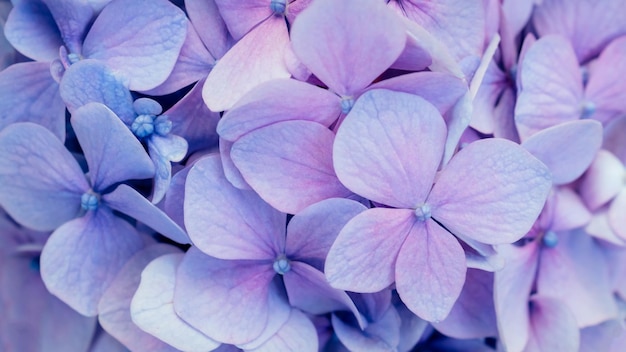 Fond floral bleu abstrait Texture d'hortensia violet Décor floral pour la présentation de cosmétiques naturels ou de parfums Flou artistique Gros plan de fleurs de couleur violet vif Bannière