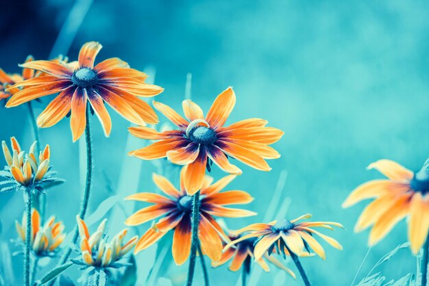 Fond floral Blossoming Blackeyed Susan fleurs dans un jardin