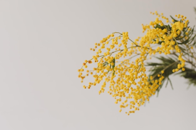 Fond floral une branche de mimosa sur fond clair pour votre texte