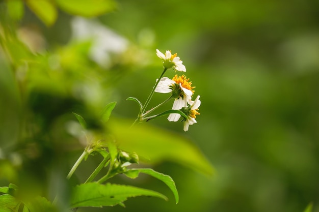 fond floral coloré avec champ de fleurs d'herbe blanche à côté du chemin avec une lumière chaude le matin