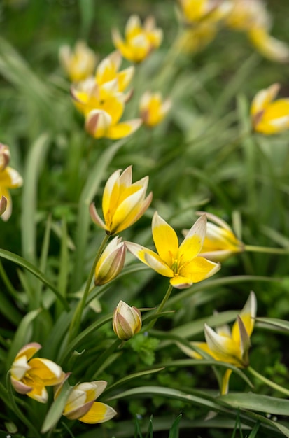 Fond floral crocus jaunes mise au point sélective