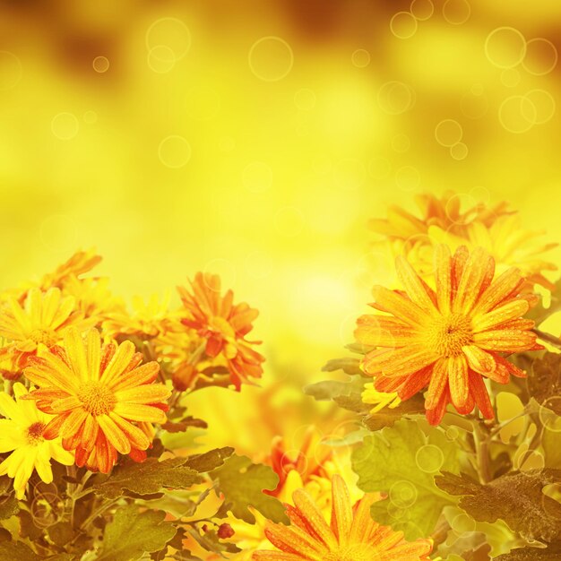 Fond floral doré chrysanthème