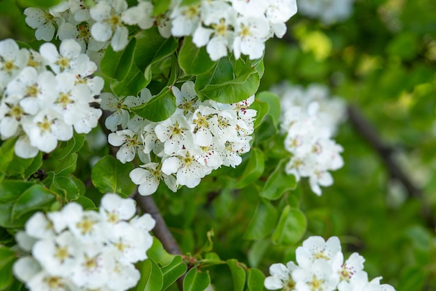 Le fond floral est une branche de poire avec de grandes fleurs blanches