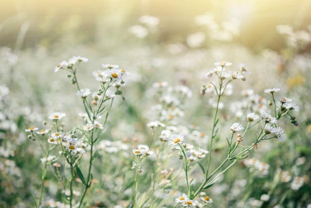 Fond floral d'été avec des fleurs de camomille sauvage au pré du coucher du soleil, champ de fleurs de camomille sauvage