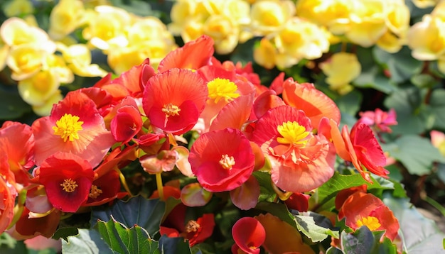 Le fond floral des fleurs blanches et jaunes de Begonia fleurit avec la lumière du soleil douce de matin dedans