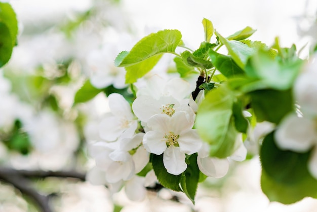 Fond floral fleurs de pommier au printemps mise au point sélective douce