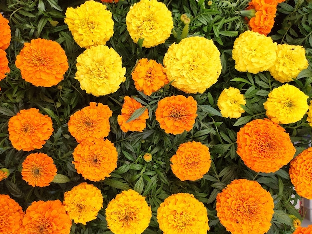 Fond floral de fleurs de souci jaune et orange