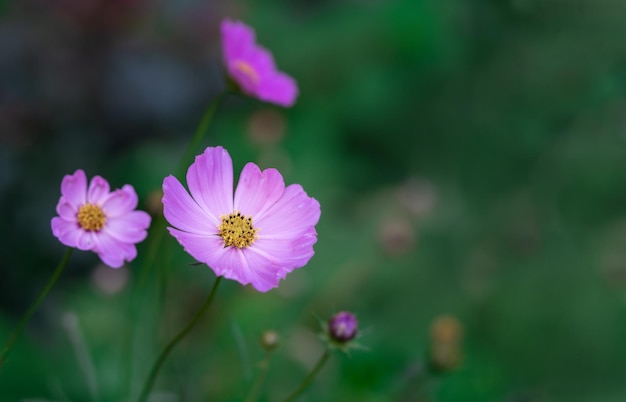 Fond floral flou abstrait délicat de fleurs de cosmos rose